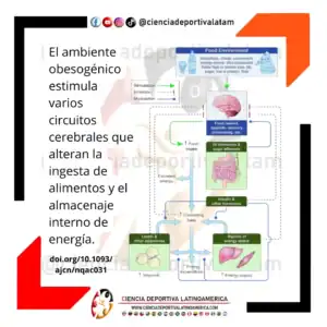 Alteraciones de la obesidad más allá de las calorías que salen y entran