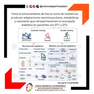 ¿Puede el ejercicio ayudar a prevenir las alteraciones neuromusculares de la neuropatía diabética?
